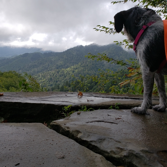 Meet your Posher, Rachel - Picture 4 of 5